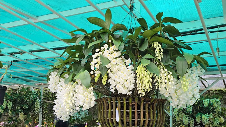 Street flower spaces at Da Lat Flower Festival officially opened photo 2