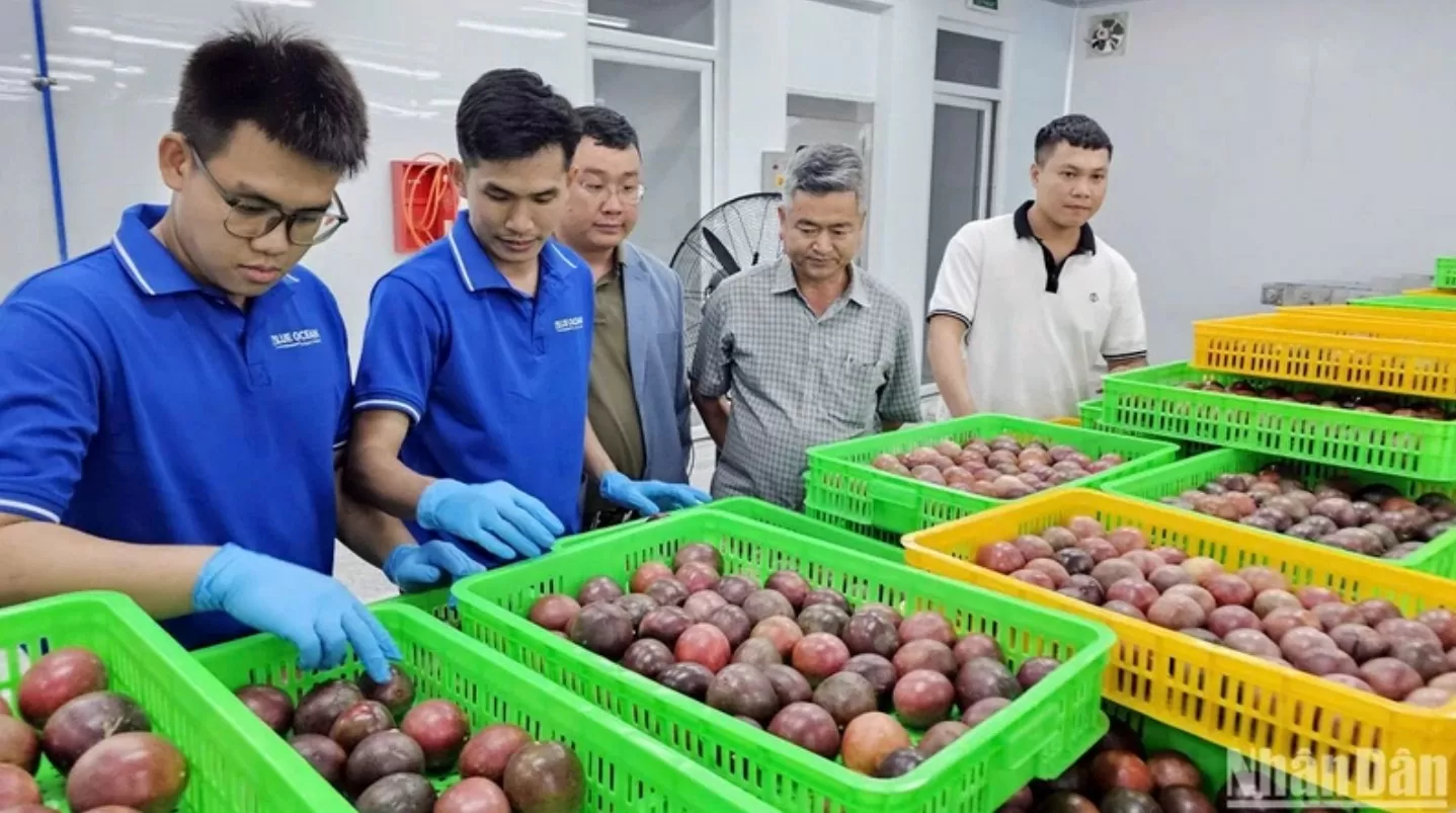 Trái chanh leo được chọn kỹ lưỡng để bảo đảm tiêu chuẩn xuất khẩu sang thị trường Australia.