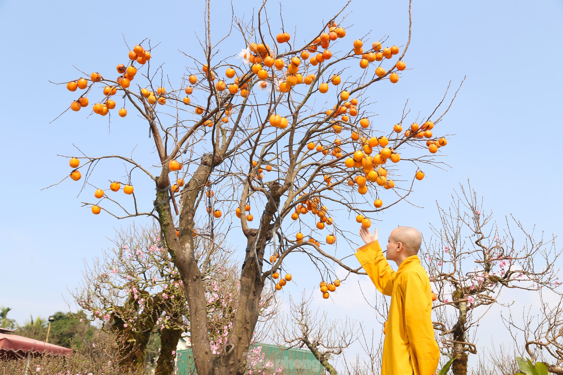 Admira el antiguo rosal con frutos enteros que valen cientos de millones foto 9