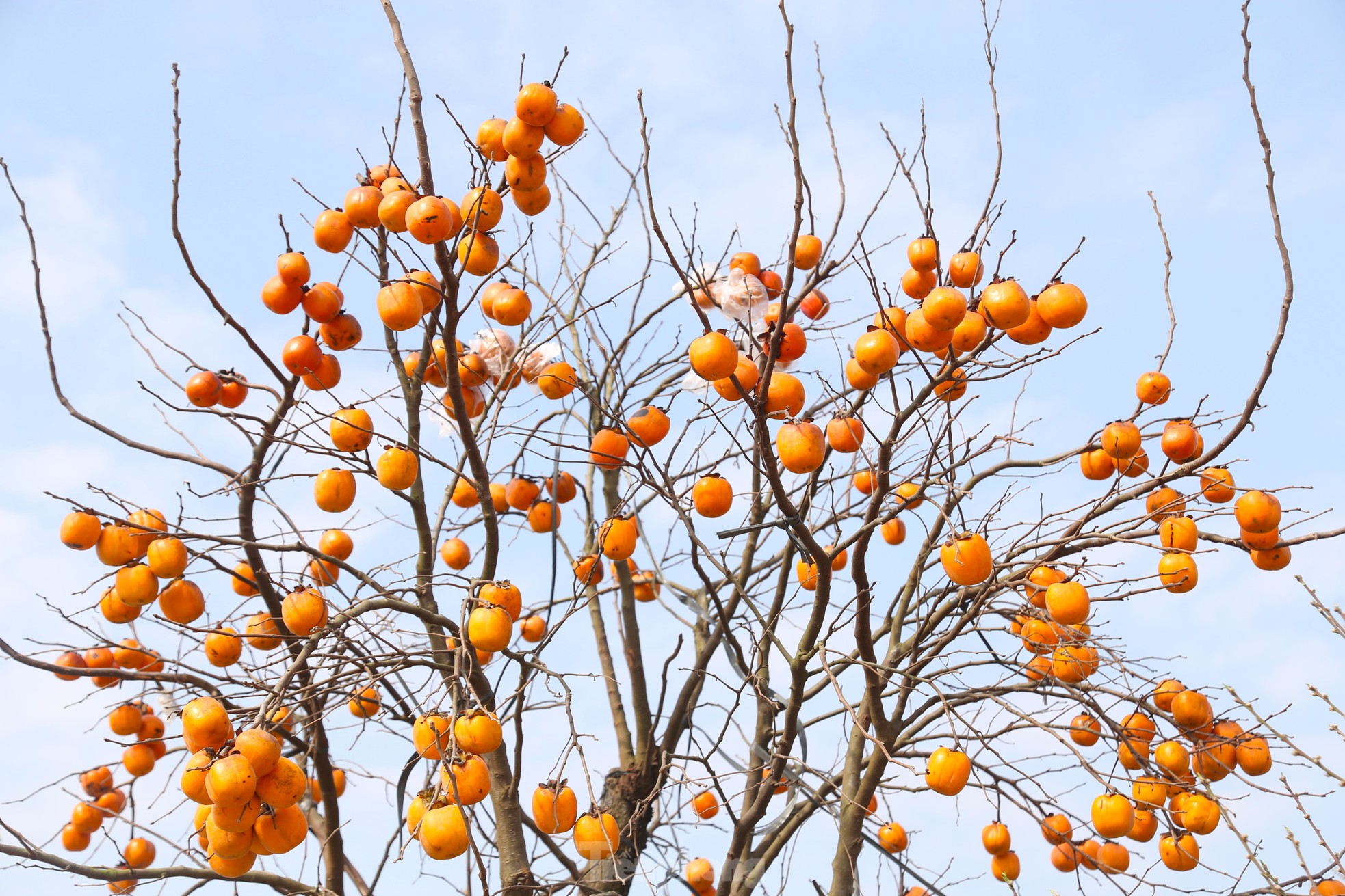 Admira el antiguo rosal con frutos enteros que valen cientos de millones foto 5