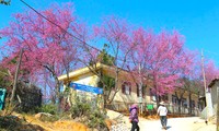 Heartbreakingly beautiful cherry blossom season in Nghe An border region