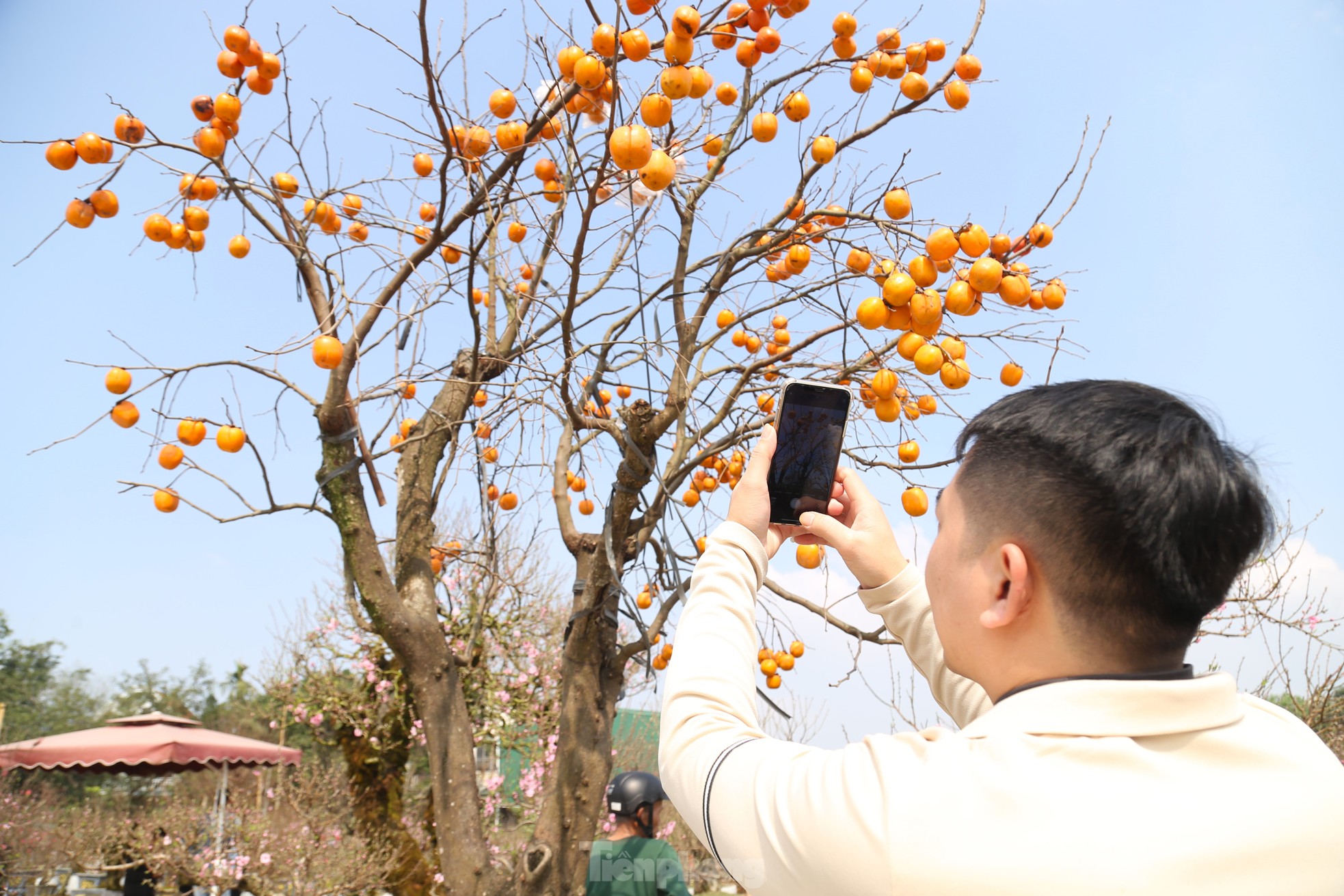 Ngắm cây hồng cổ nguyên quả giá trăm triệu ảnh 11