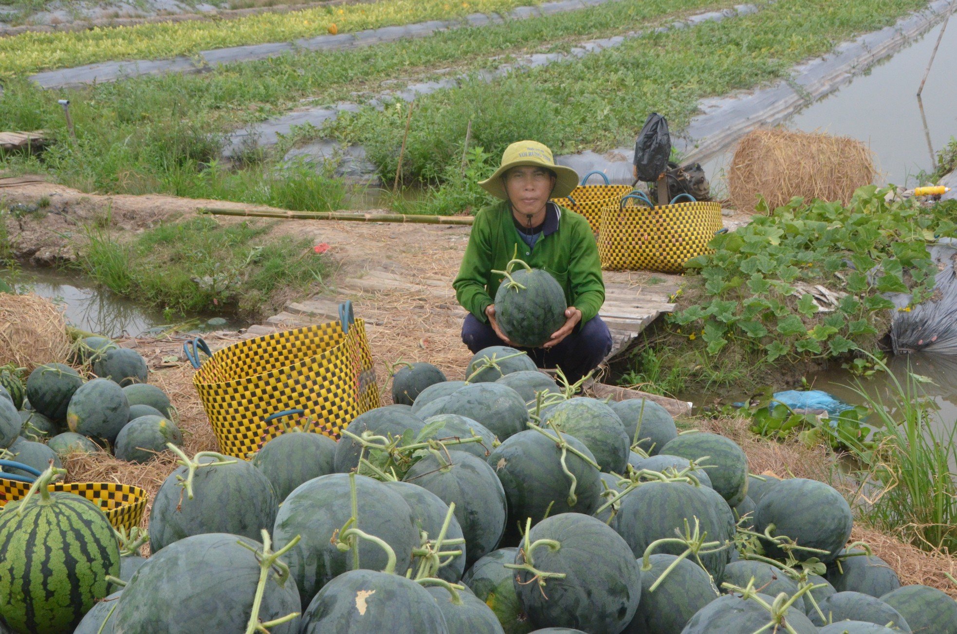 Cảnh nhộn nhịp thu hoạch dưa hấu ngày cận Tết ở Bạc Liêu ảnh 10