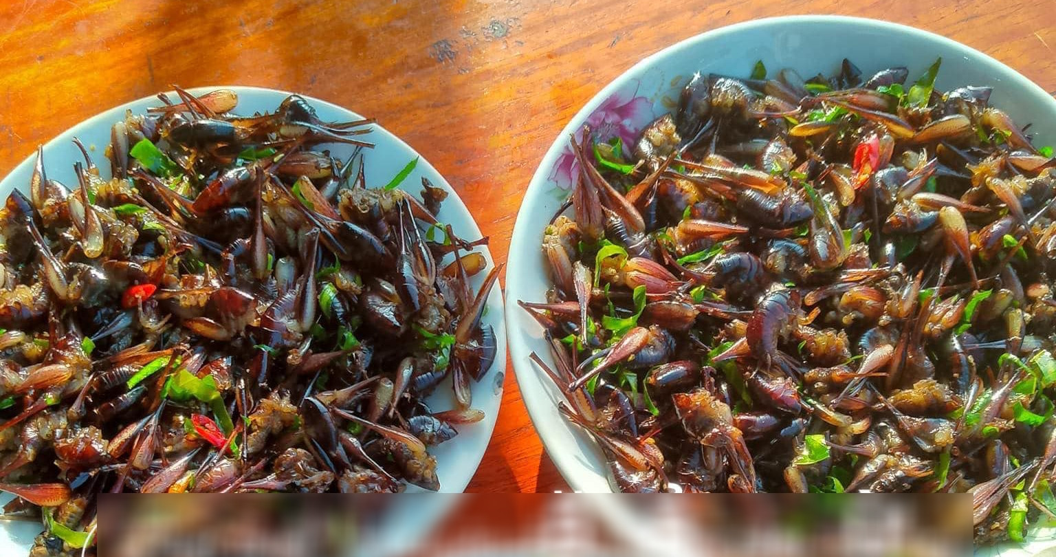 Strange specialty 'tree climbing shrimp' in Lang Son, gourmets say it's more delicious than frog meat