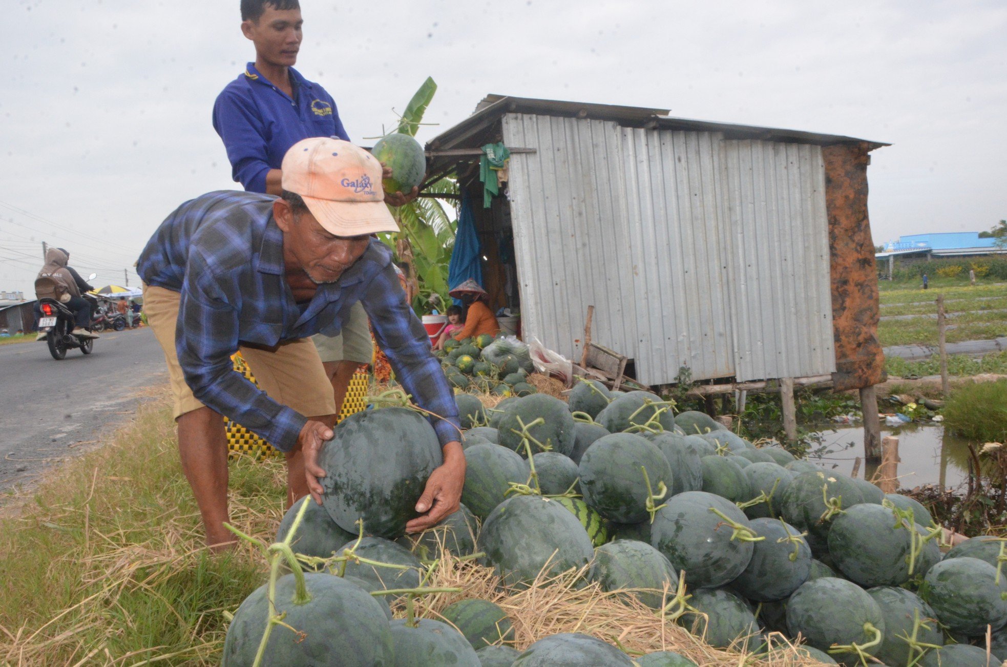 ទិដ្ឋភាព​ដ៏​អ៊ូអរ​នៃ​ការ​ប្រមូល​ផល​ឪឡឹក​នៅ​ជិត​ក្រុង​តេត​ក្នុង​ខេត្ត​បាកលឿ​រូបថត ៥