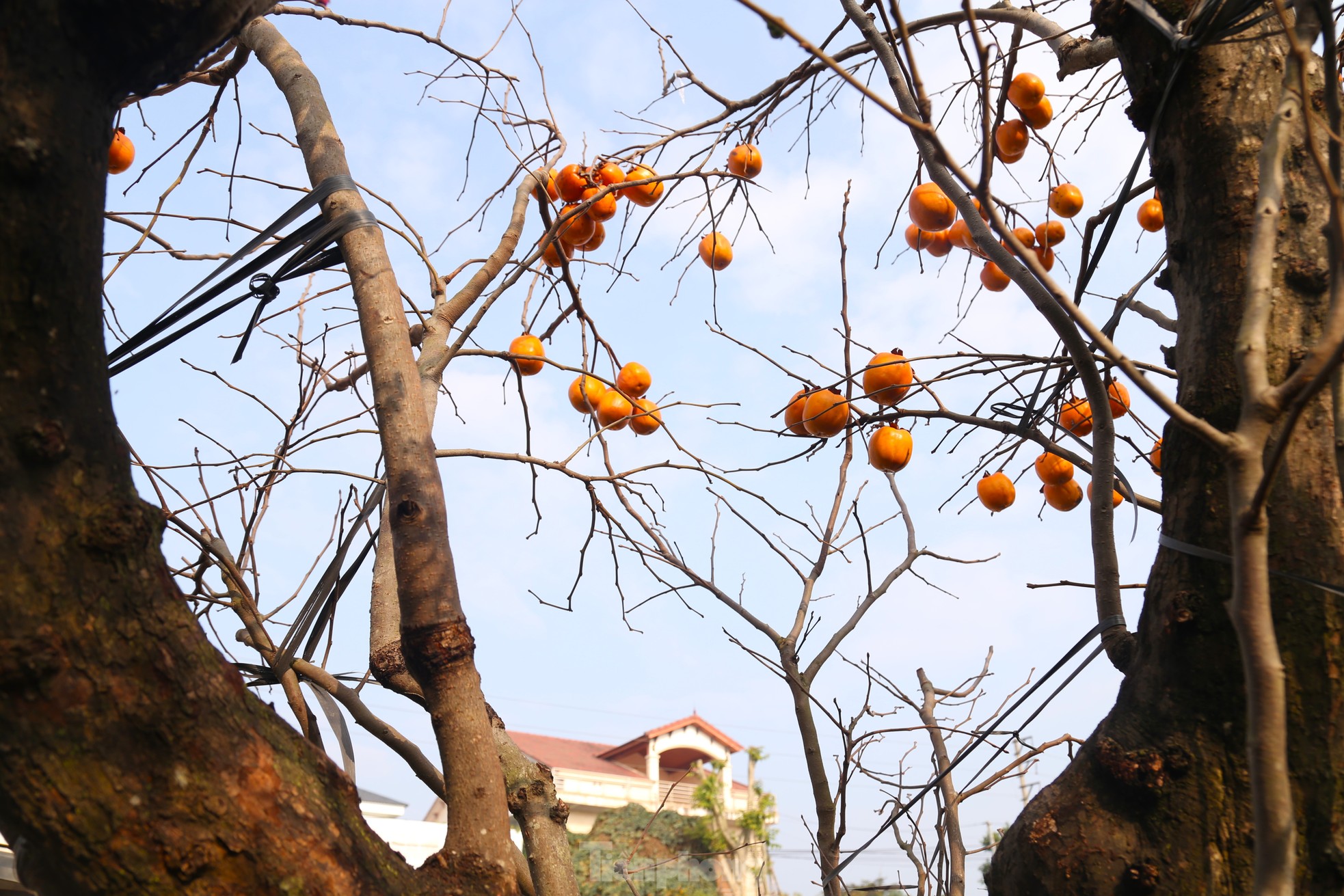 Admira el antiguo rosal con frutos enteros que valen cientos de millones foto 3