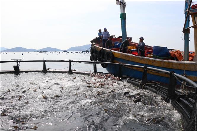 Mô hình nuôi cá mú tại xã Cam Lập, thành phố Cam Ranh, tỉnh Khánh Hòa. Ảnh tư liệu: Đặng Tuấn/TTXVN