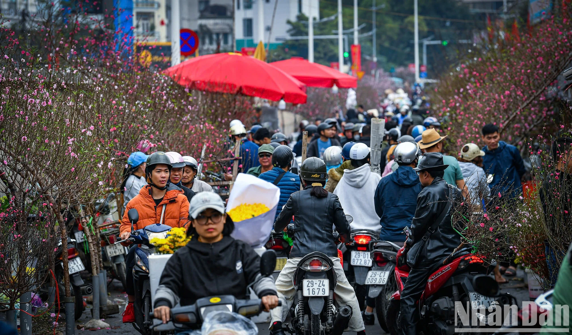 [Ảnh] Chợ hoa xuân Hà Nội nhộn nhịp ngày cận Tết ảnh 11