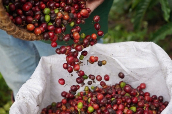 Die Preisprognose für inländischen Kaffee am 26. Januar 2025 bleibt unverändert