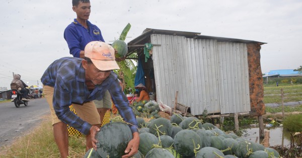 Bustling scene of watermelon harvesting near Tet in Bac Lieu