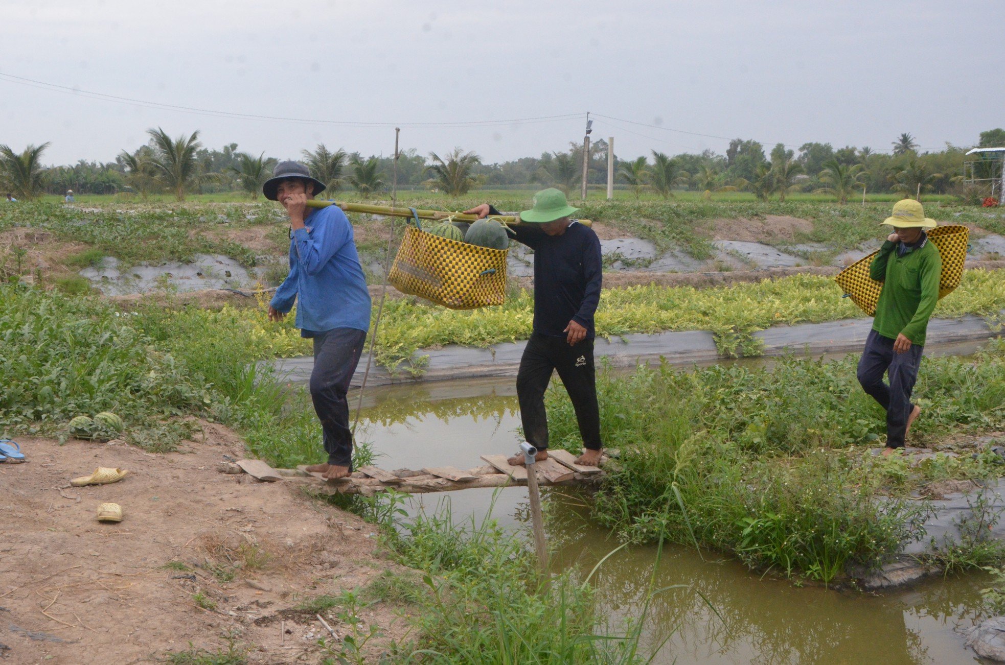 Cảnh nhộn nhịp thu hoạch dưa hấu ngày cận Tết ở Bạc Liêu ảnh 2