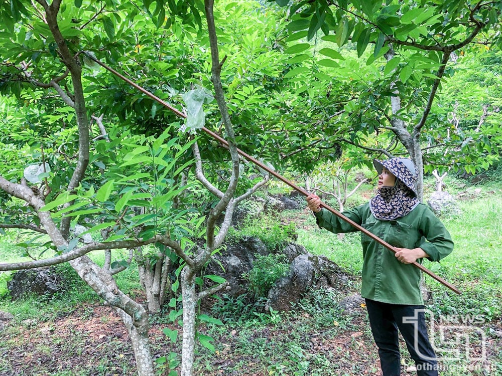 Ngành Nông nghiệp: Một năm vượt khó thành công