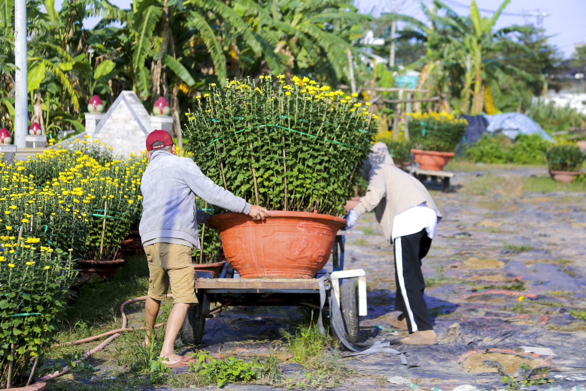 Làng hoa lớn nhất Đà Nẵng rộn ràng ngày giáp Tết ảnh 14