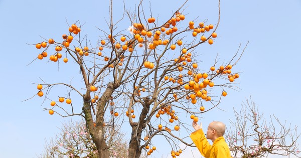 Ngắm cây hồng cổ nguyên quả giá trăm triệu