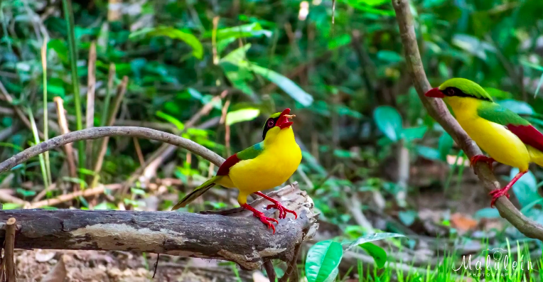 មន្តស្នេហ៍វៀតណាម [ Birds Photography at Dong Nai ]