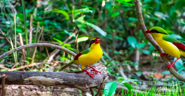 魅力的なベトナム [ ドンナイでの鳥の写真撮影 ]