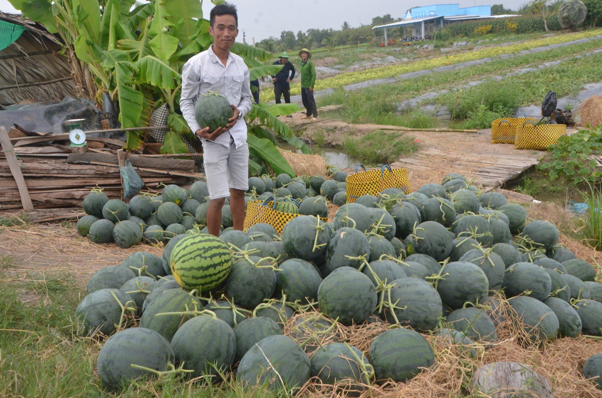 Cảnh nhộn nhịp thu hoạch dưa hấu ngày cận Tết ở Bạc Liêu ảnh 9