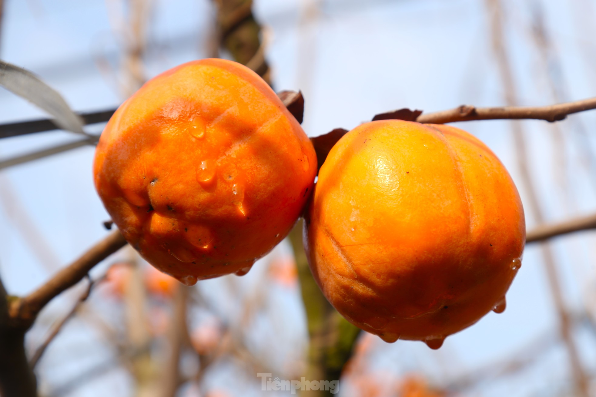 Admira el antiguo rosal con frutos enteros que valen cientos de millones foto 10