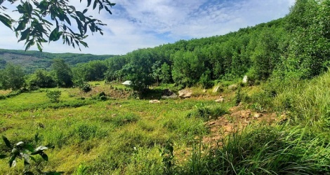 Quang Nam cambia el propósito de casi 17 hectáreas de bosque para invertir en la construcción de la expansión del Parque Industrial Tam Thang.