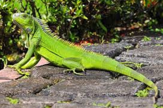 Taiwan plans to destroy 120,000 green lizards, picture 1