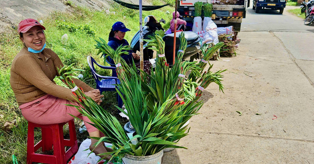 フーイエンのグラジオラスの花はゆっくりと咲くため、販売するにはダラットから花を輸入する必要があります。