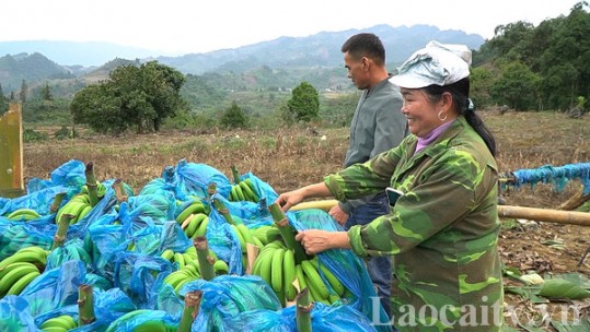 Tet banana crop has good price