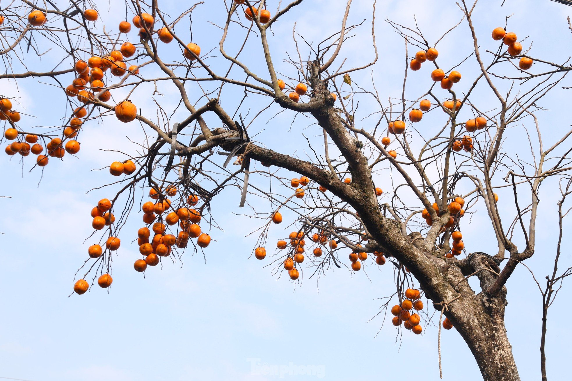 Admira el antiguo rosal con frutos enteros que valen cientos de millones foto 8