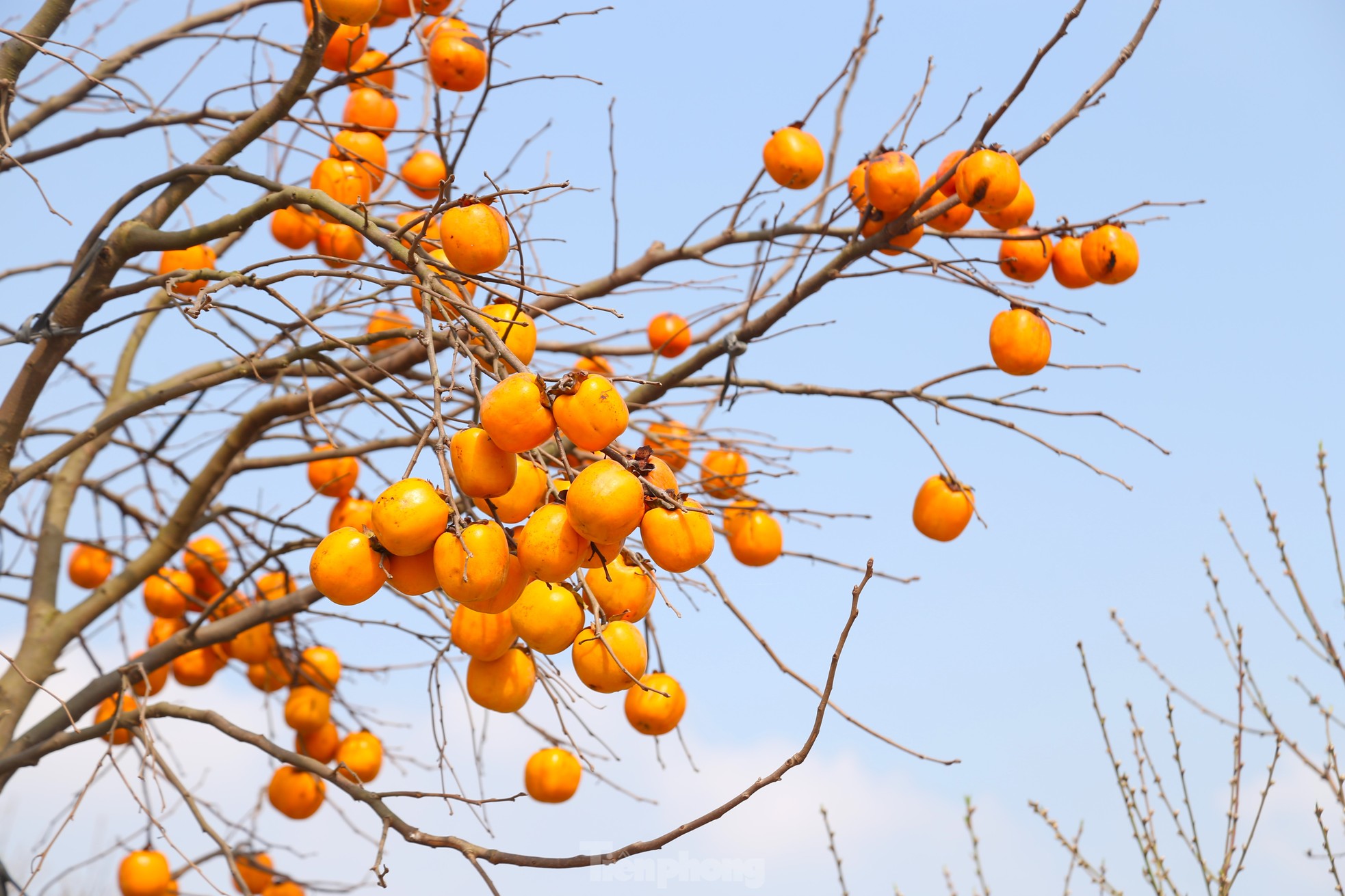 Admira el antiguo rosal con frutos enteros que valen cientos de millones foto 4