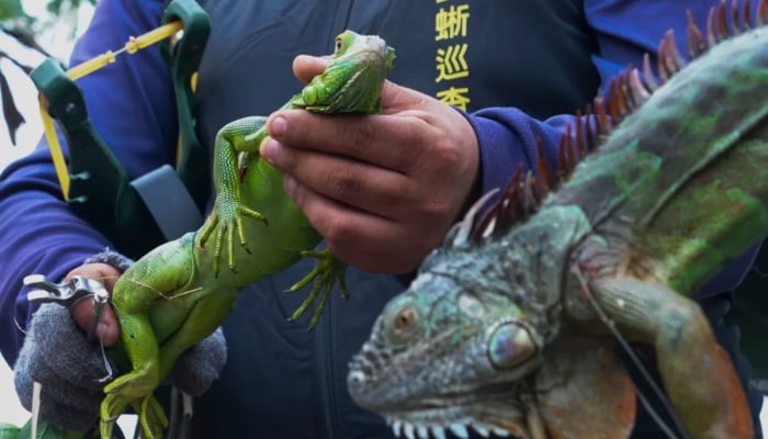 Taiwan plans to cull 120,000 green iguanas