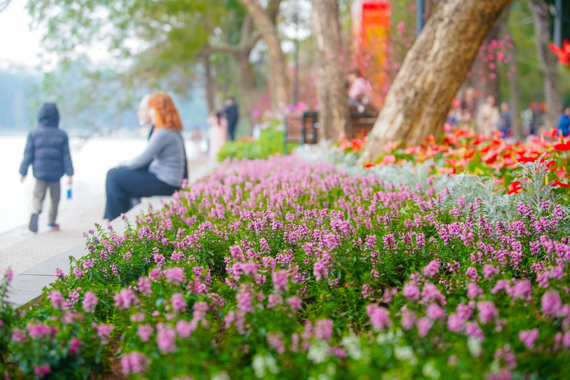 Đào và hoa bung sắc rực rỡ, 'nàng thơ' đua nhau thả dáng quanh hồ Hoàn Kiếm ảnh 23