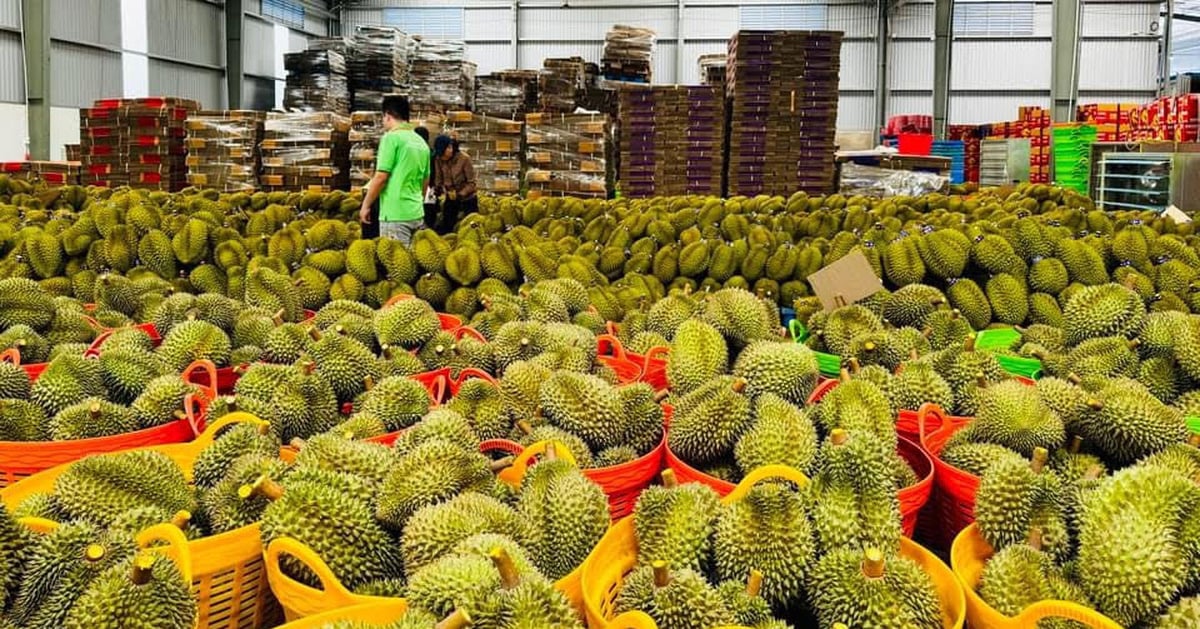 Con el certificado de calidad amarillo O de Vietnam, el durian está nuevamente en camino hacia China.