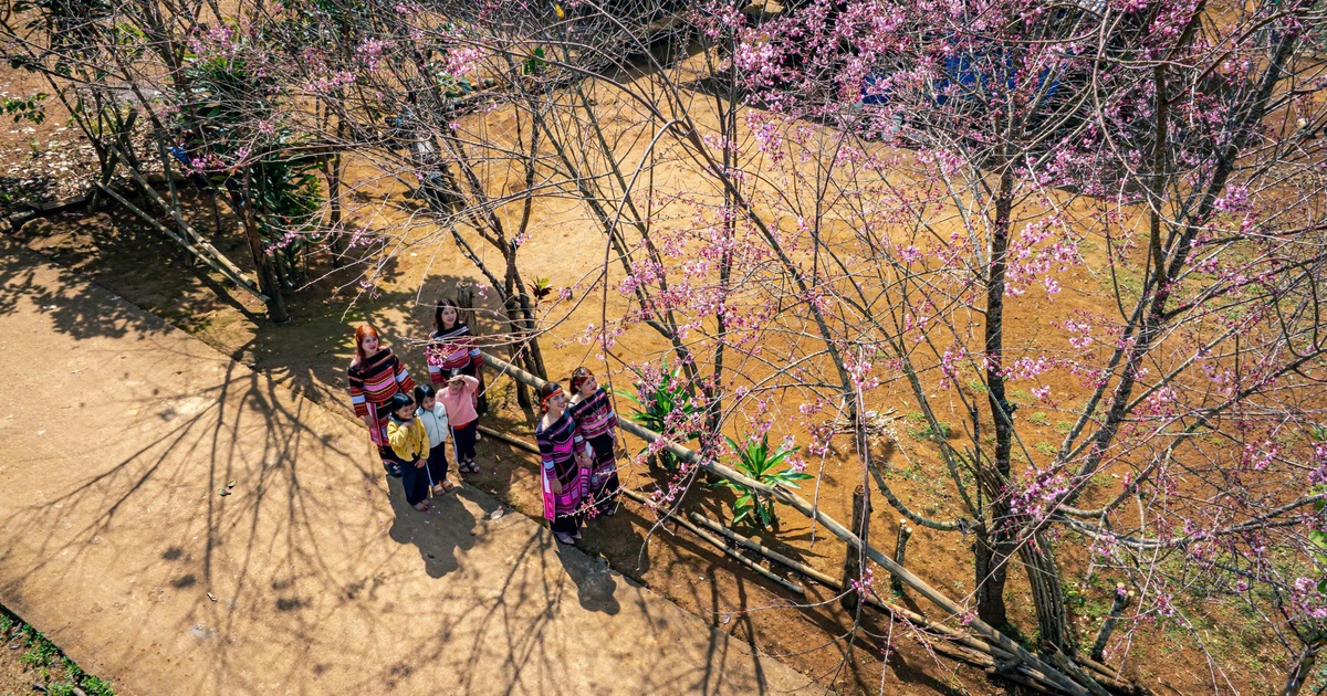 ビンディンの標高800メートルの山に桃の花が咲く