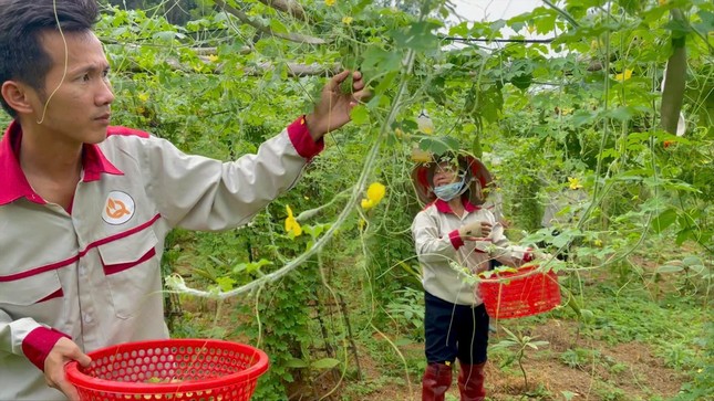 Junger Landwirt verdient Milliarden mit wilder Bittermelone