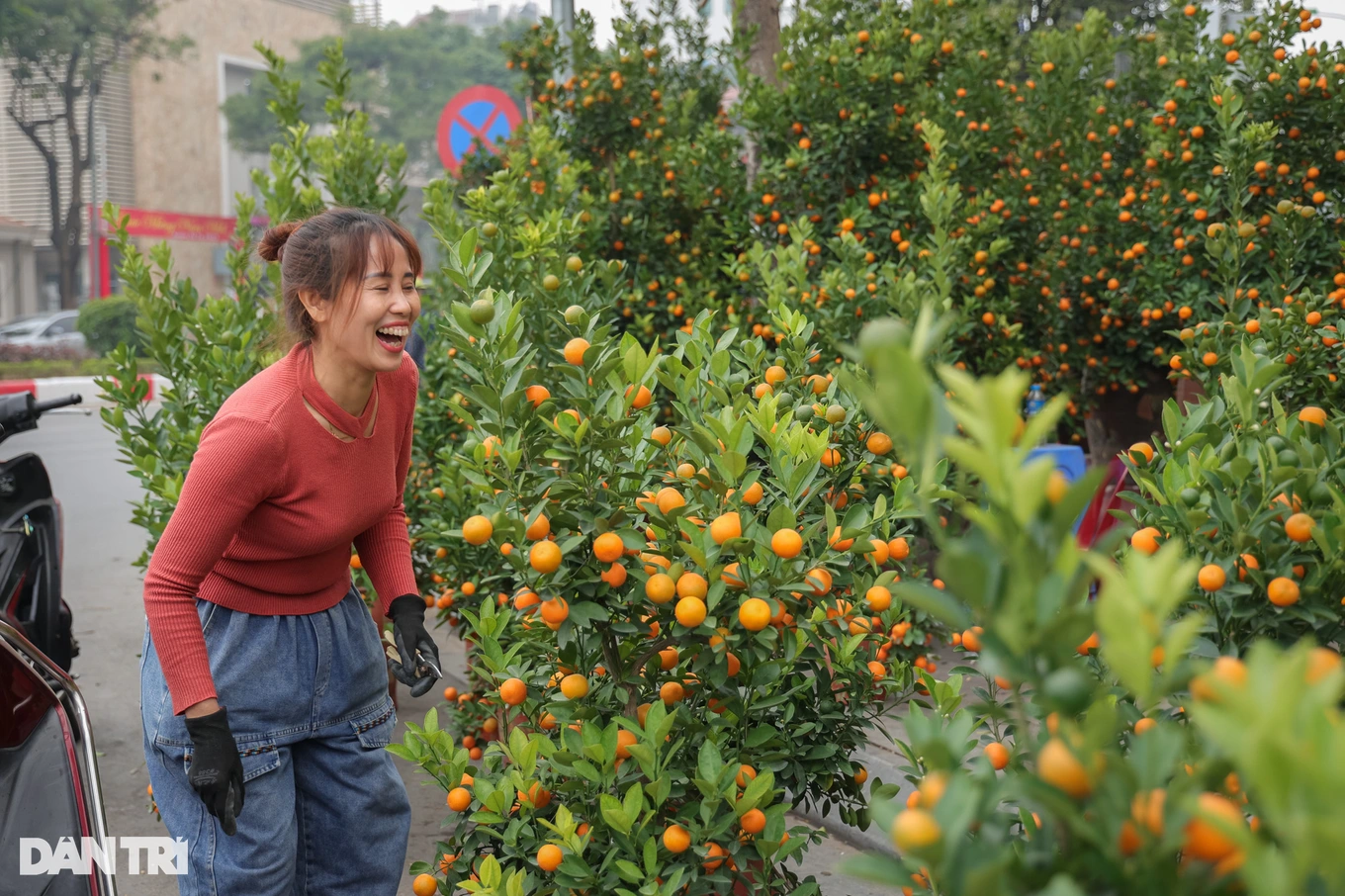 Hanoi en la tarde de fin de año: la gente está ocupada vendiendo kumquats, los que tienen dificultades tienen que bajar los precios