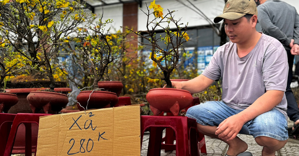 December 27 has 'sold out', Quang Ngai Tet flower market is still empty of buyers