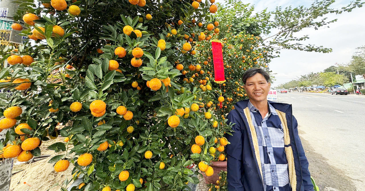 Tet Kumquat Festival in Hoi An is a big success, many gardeners have sold out completely