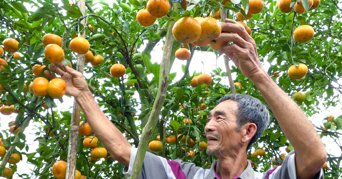 Quýt hồng Lai Vung hút hàng dịp Tết