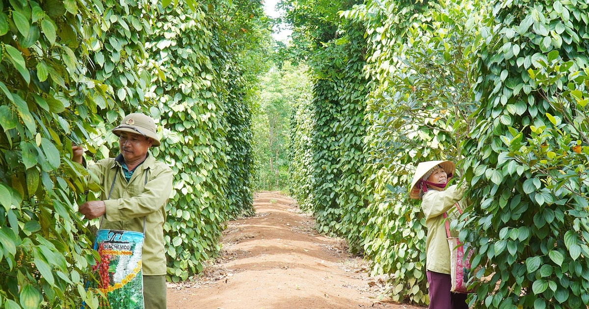 Giá tiêu Đắk Nông tăng nhẹ 200 đồng/kg