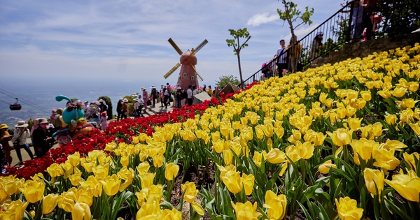 Abundancia de tulipanes en la montaña Ba Den