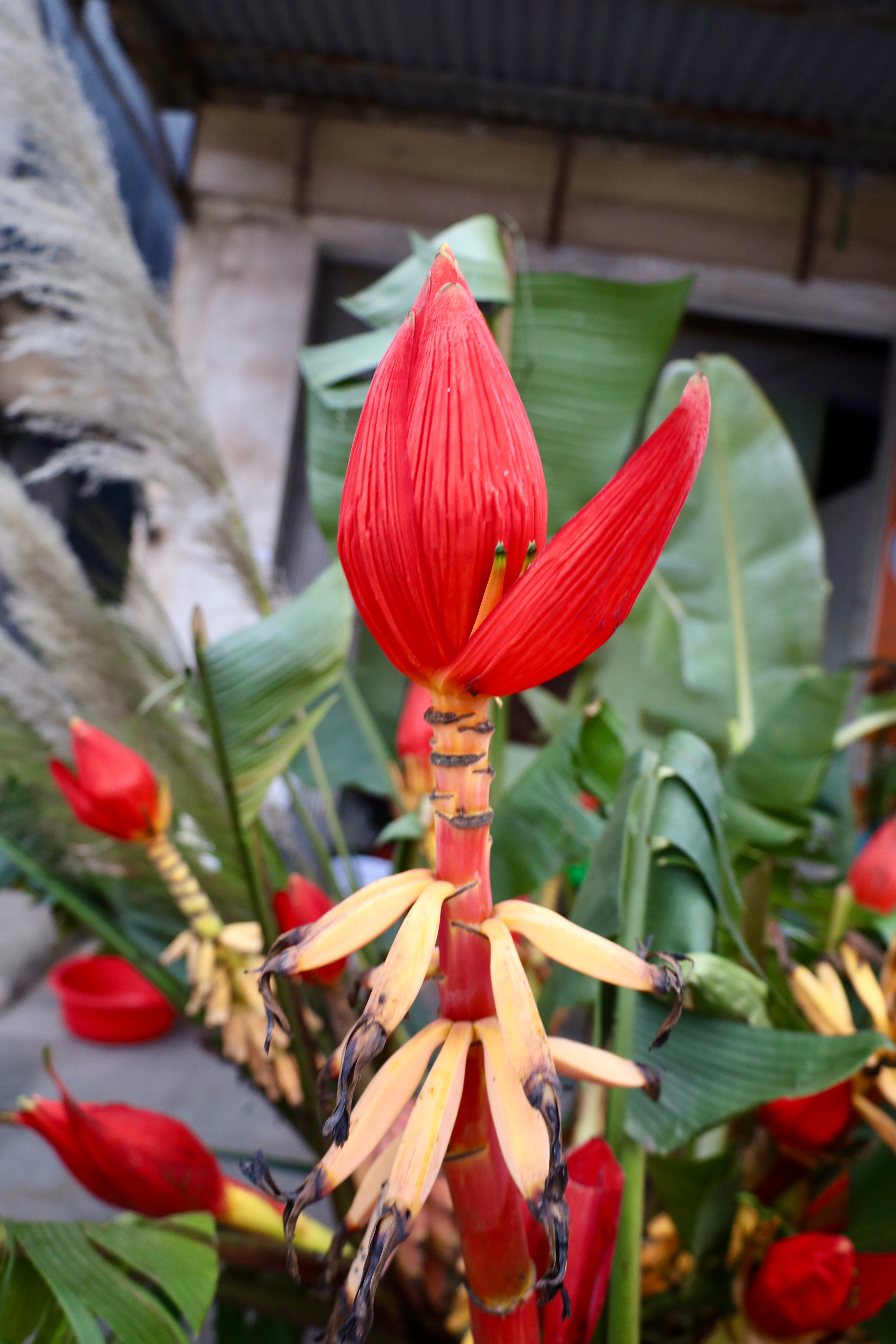 Brillante wilde Bananenblüten am Tet-Fest