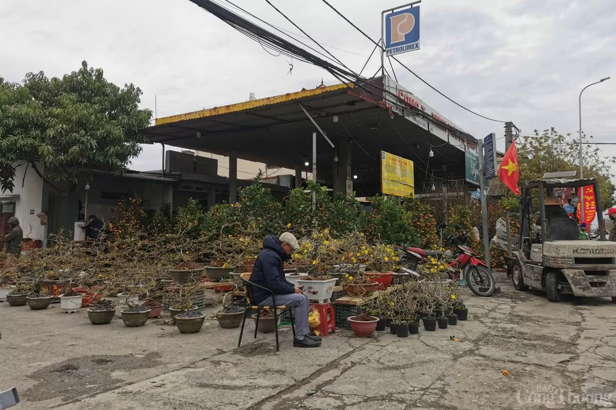 Thị trường đào, quất Hà Nội: Tiểu thương xả hàng, cắt lỗ vẫn vắng khách mua