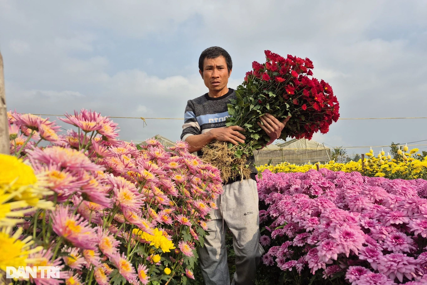 Mechanical engineering graduate grows chrysanthemums, pocketing tens of millions of dong during Tet