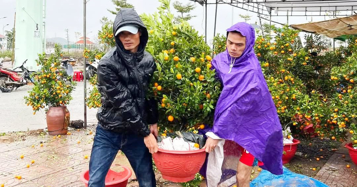 Lluvia y viento azotan mercado de flores, comerciantes temen 'perder el Tet'