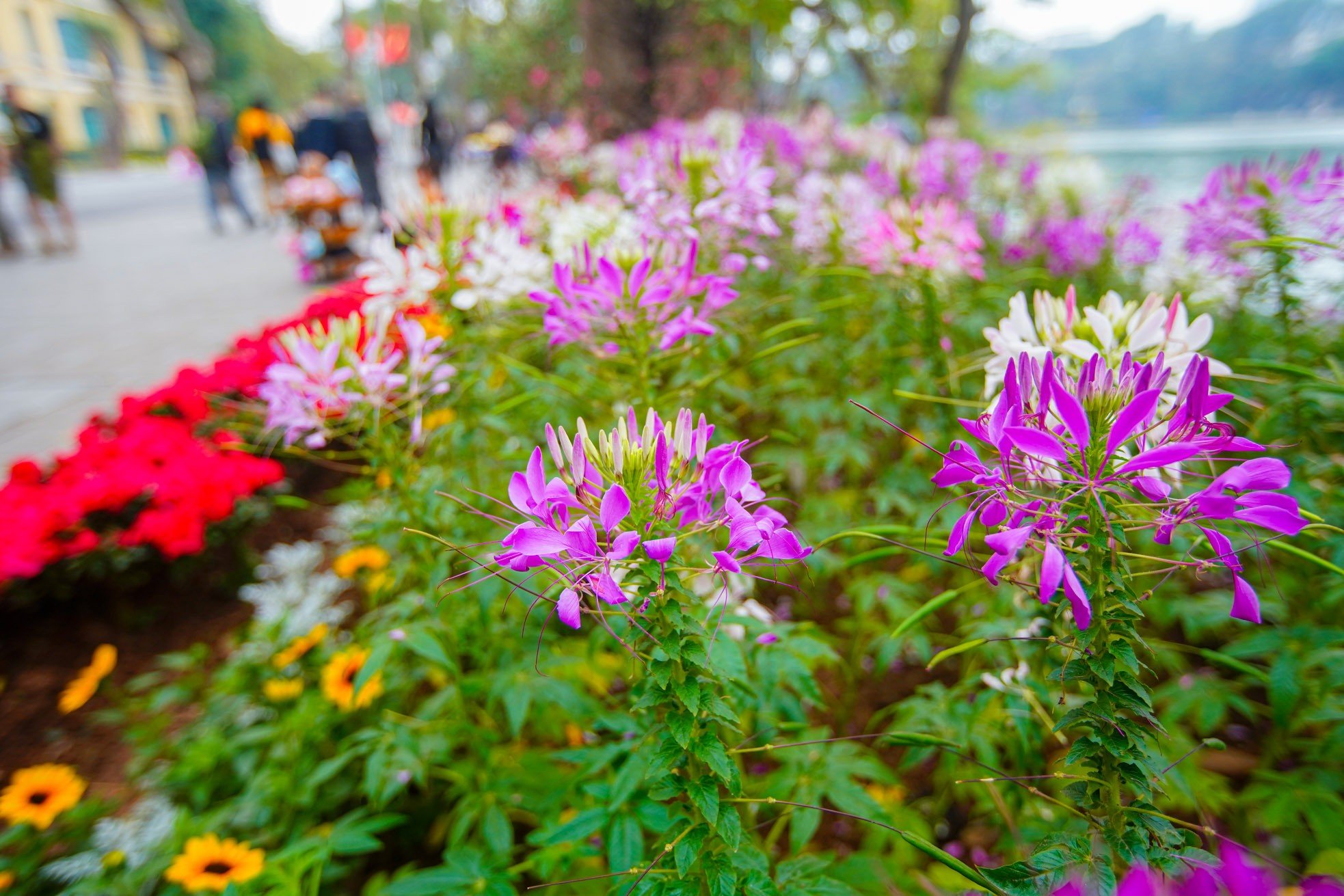 Pfirsichblüten und Blumen stehen in voller Blüte, „Musen“ wetteifern darum, am Hoan-Kiem-See zu posieren