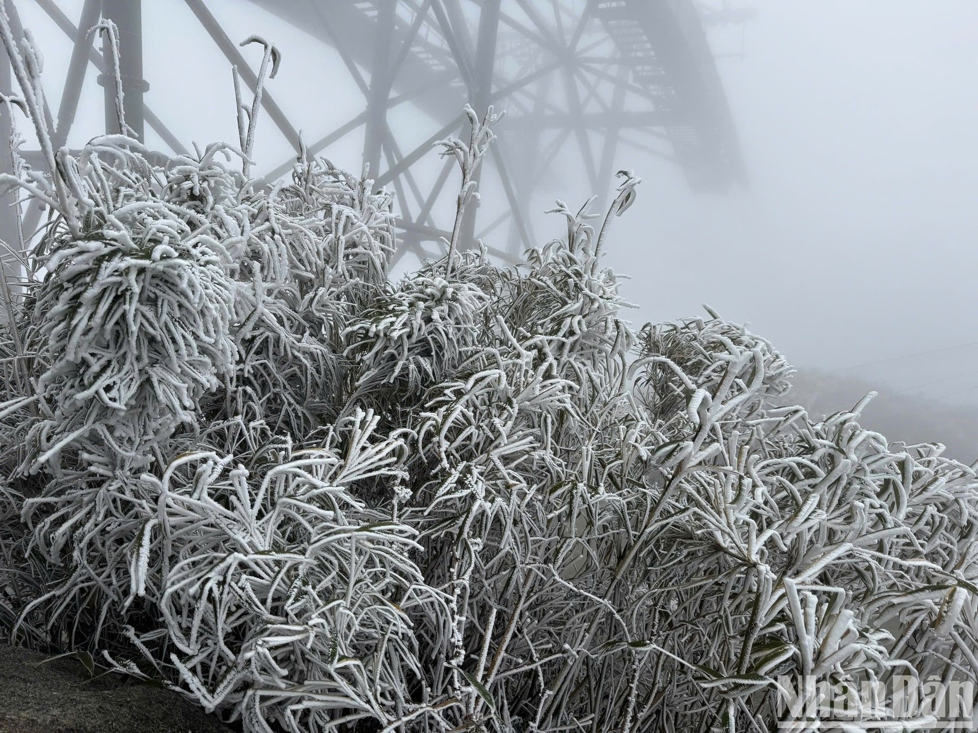 Am Nachmittag des 27. Tet fiel plötzlich Schnee auf das Dach von Indochina, Foto 1