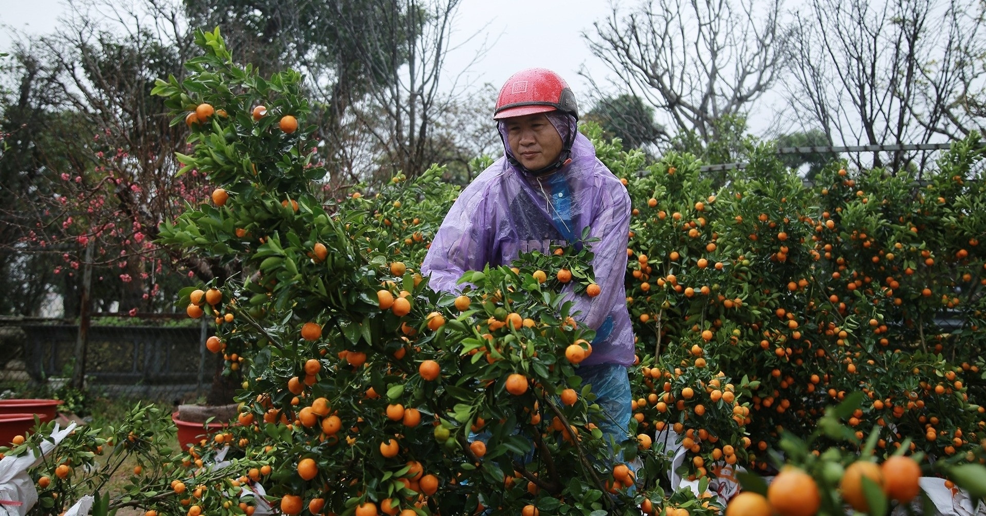 Heavy rain and strong wind on the 27th of Tet, kumquat and peach trees fell everywhere, vendors huddled together waiting for customers