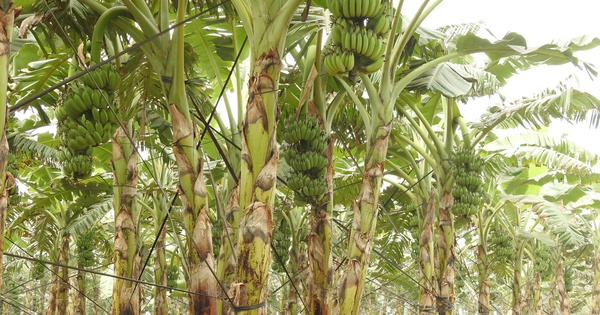 Growing bananas on alluvial land, Phu Tho farmers earn more than 400 million VND in profit