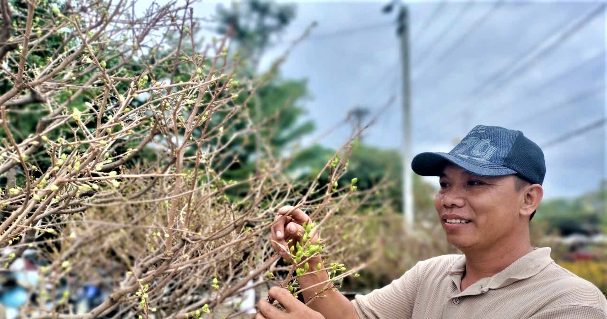 Thời tiết thất thường, mai nở ít, người bán lo thất thu ngày sát Tết