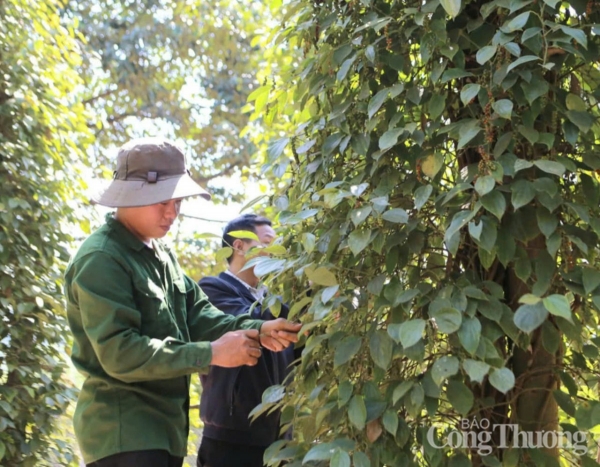 Pepper price today January 26, 2025, domestic price increased slightly