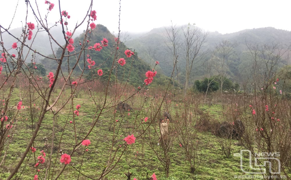 Die Pfirsichblüten in Phu Thuong (Vo Nhai) sind farbenfroher als in anderen Pfirsichblütenanbaugebieten der Provinz.
